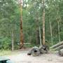 Timbertown