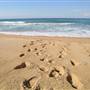 Whale Beach