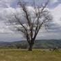 Road from Coolah Tops to Coolah