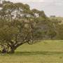 Road from Coolah Tops to Coolah