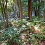 Red Cedar Flat picnic area