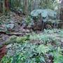 Red Cedar Flat picnic area