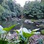 Red Cedar Flat picnic area