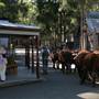 Wauchope
