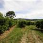 Watkins Orchard (Mandarin & Cumquat)