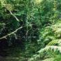 Way Way State Forest