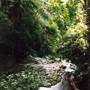 Tristania Falls - Dorrigo National Park