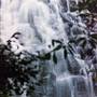 Tristania Falls - Dorrigo National Park