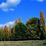 Armidale Area