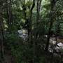 Minnamurra Rainforest Walk