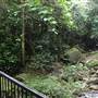 Minnamurra Rainforest Walk
