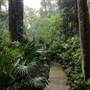 Minnamurra Rainforest Walk
