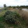Lake Illawarra North-Budjong Creek Wetland