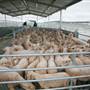 Central West Livestock Exchange