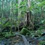 Nightcap National Park