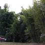 Private Properties - Bamboo, Jungle, Exotic, Forest