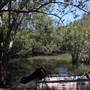 Bushland Creek