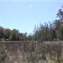 Bushland Creek