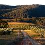 Hopeful Ranch Olive Farm File 1