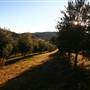 Hopeful Ranch Olive Farm File 1