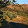 Hopeful Ranch Olive Farm File 1