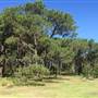 Centennial Park