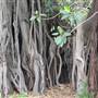Maiden Theatre - Royal Botanic Garden Sydney