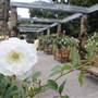 Rose Garden & Pavilion - Royal Botanic Garden Sydney