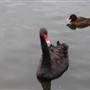 Centennial Park - Duck Pond