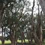 Centennial Park - Lachlan Reserve