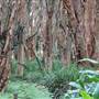 Centennial Park - Lachlan Swamp