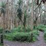 Centennial Park - Lachlan Swamp