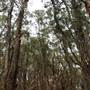 Centennial Park - Lachlan Swamp