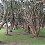 Centennial Park - Lachlan Swamp