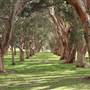 Centennial Park - Paperbark Grove