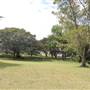 Centennial Park - Paperbark Grove