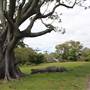 Centennial Park - Paperbark Grove