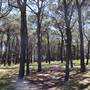 Centennial Park - Pine Grove