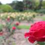 Centennial Park - Rose Garden