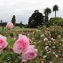 Centennial Park - Rose Garden