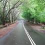 Mount Wilson Roads