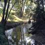 Cedar Brush Creek