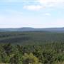 Jenolan State Forest - Logged Area