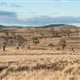 Monaro Plains