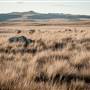 Monaro Plains