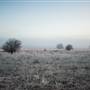 Monaro - Winter Frost