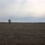Fields near Ardlethan