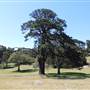 Centennial Park - Loch Ave South