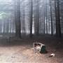 The Firs Picnic Area - Stewarts Brook State Forest