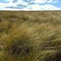 Monaro Plains